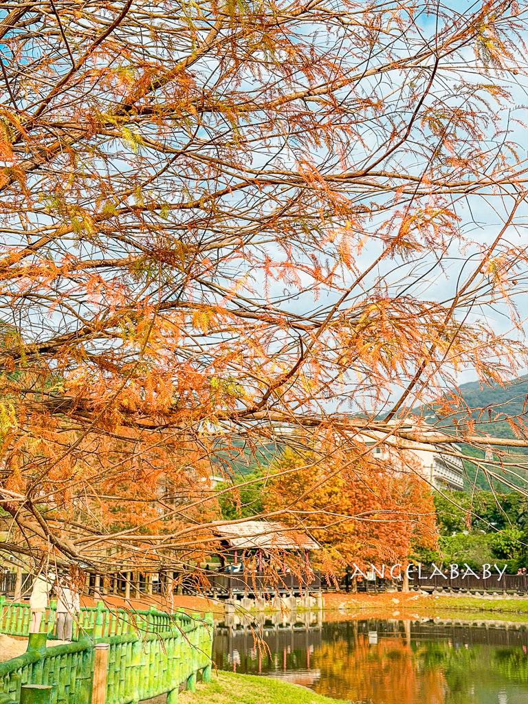 台北免費落羽松『原住民文化主題公園』交通方式、故宮旁的落羽松公園 @梅格(Angelababy)享樂日記