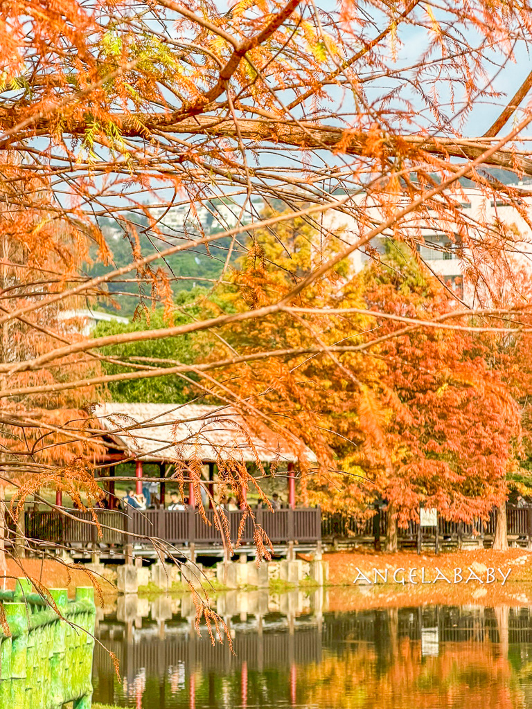 台北免費落羽松『原住民文化主題公園』交通方式、故宮旁的落羽松公園 @梅格(Angelababy)享樂日記 台北免費落羽松『原住民文化主題公園』交通方式、故宮旁的落羽松公園 @梅格(Angelababy)享樂日記