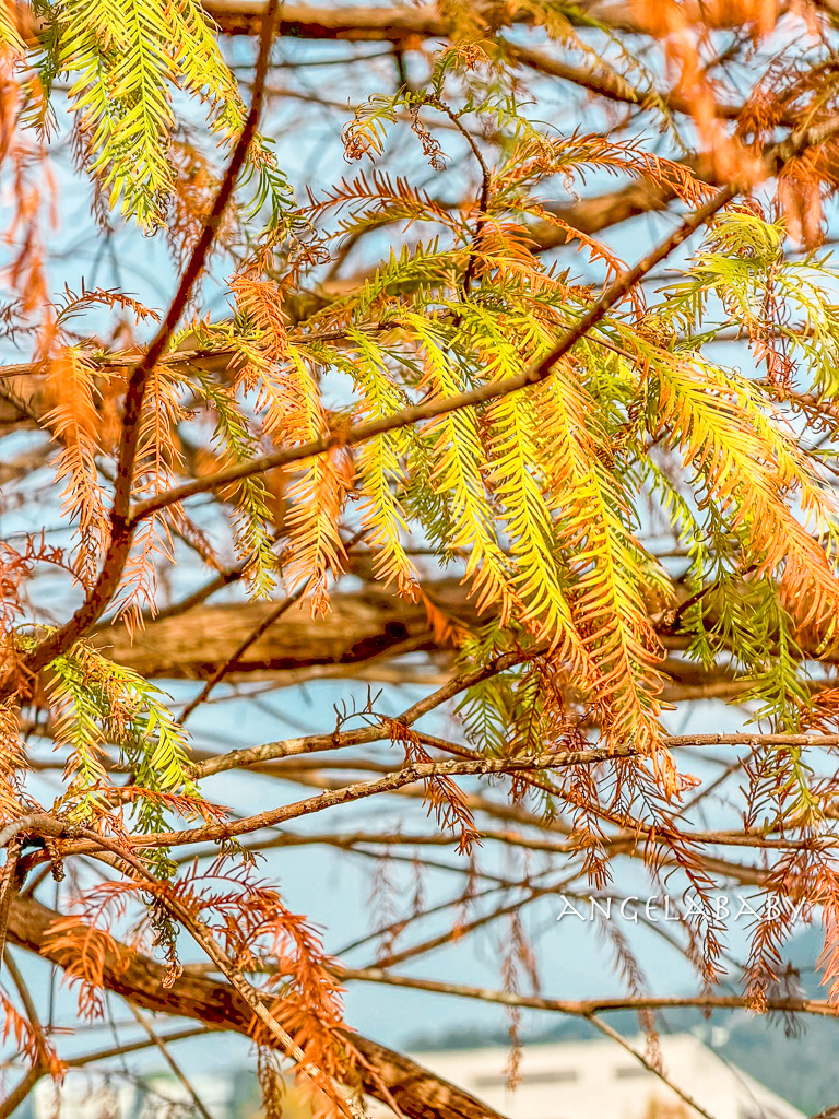 台北免費落羽松『原住民文化主題公園』交通方式、故宮旁的落羽松公園 @梅格(Angelababy)享樂日記 台北免費落羽松『原住民文化主題公園』交通方式、故宮旁的落羽松公園 @梅格(Angelababy)享樂日記