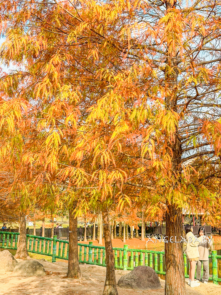 台北免費落羽松『原住民文化主題公園』交通方式、故宮旁的落羽松公園 @梅格(Angelababy)享樂日記