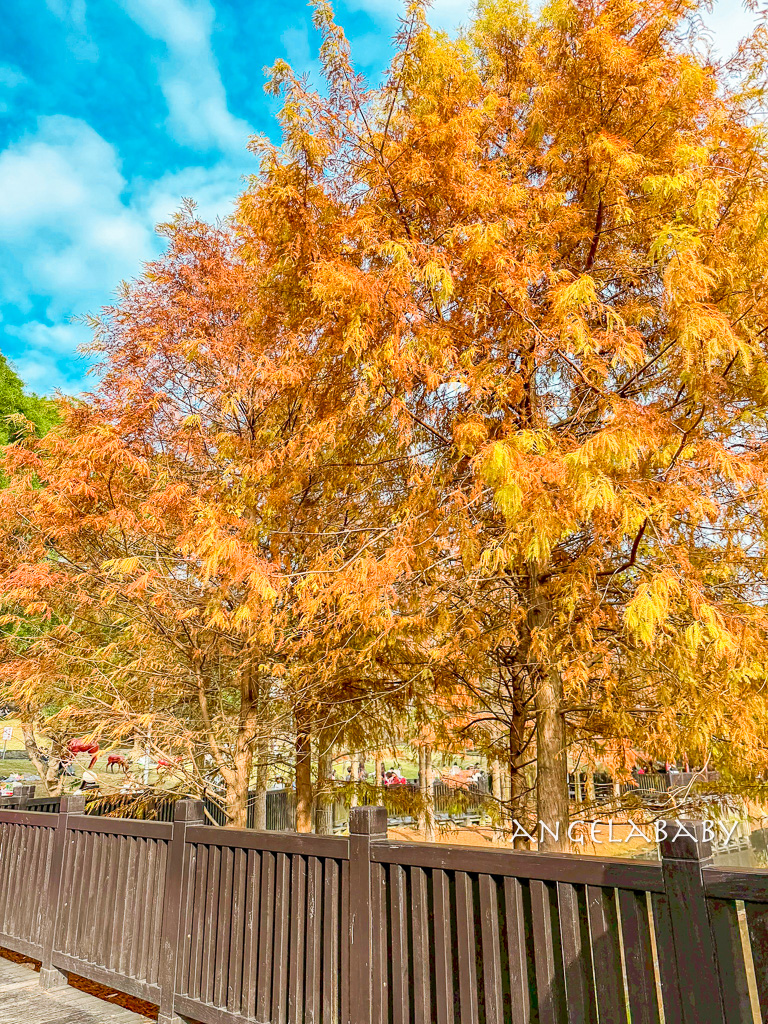 台北免費落羽松『原住民文化主題公園』交通方式、故宮旁的落羽松公園 @梅格(Angelababy)享樂日記 台北免費落羽松『原住民文化主題公園』交通方式、故宮旁的落羽松公園 @梅格(Angelababy)享樂日記