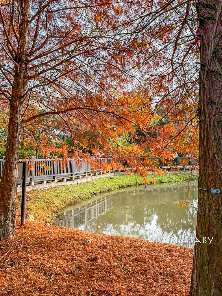 台北免費落羽松『原住民文化主題公園』交通方式、故宮旁的落羽松公園 @梅格(Angelababy)享樂日記