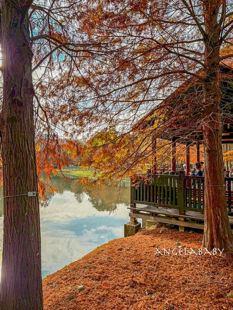 台北免費落羽松『原住民文化主題公園』交通方式、故宮旁的落羽松公園 @梅格(Angelababy)享樂日記