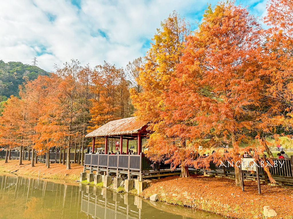 台北免費落羽松『原住民文化主題公園』交通方式、故宮旁的落羽松公園 @梅格(Angelababy)享樂日記