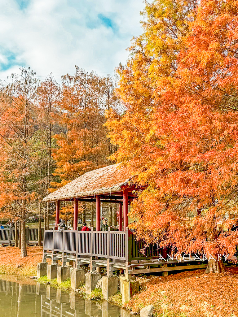 台北免費落羽松『原住民文化主題公園』交通方式、故宮旁的落羽松公園 @梅格(Angelababy)享樂日記