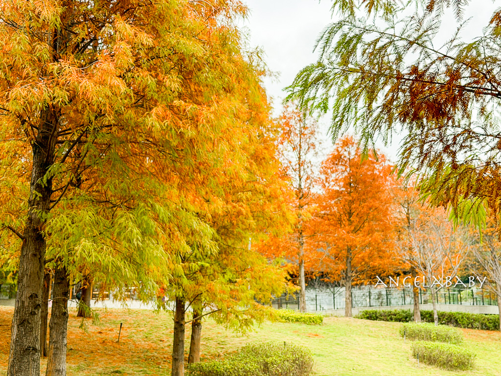 北投落羽松景點「行天宮北投分宮」交通？落羽松窗景圖書館 @梅格(Angelababy)享樂日記