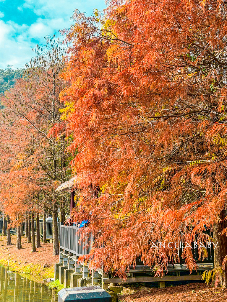台北免費落羽松『原住民文化主題公園』交通方式、故宮旁的落羽松公園 @梅格(Angelababy)享樂日記