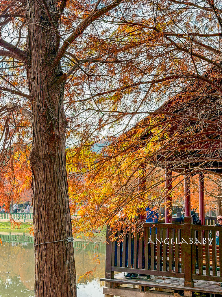 台北免費落羽松『原住民文化主題公園』交通方式、故宮旁的落羽松公園 @梅格(Angelababy)享樂日記