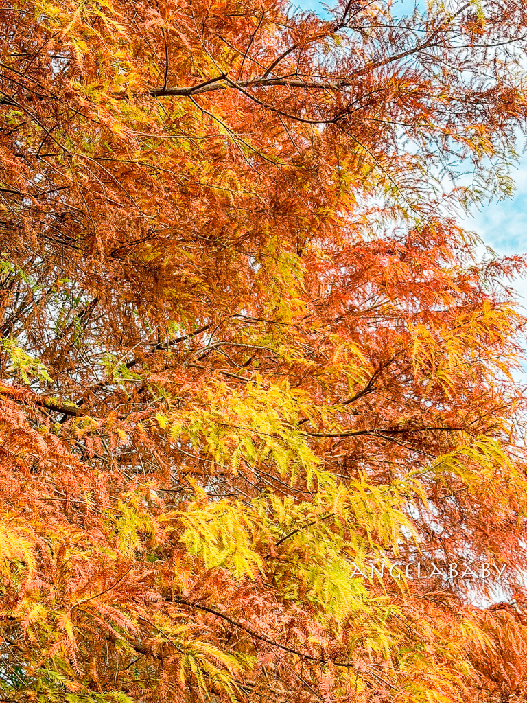 台北免費落羽松『原住民文化主題公園』交通方式、故宮旁的落羽松公園 @梅格(Angelababy)享樂日記