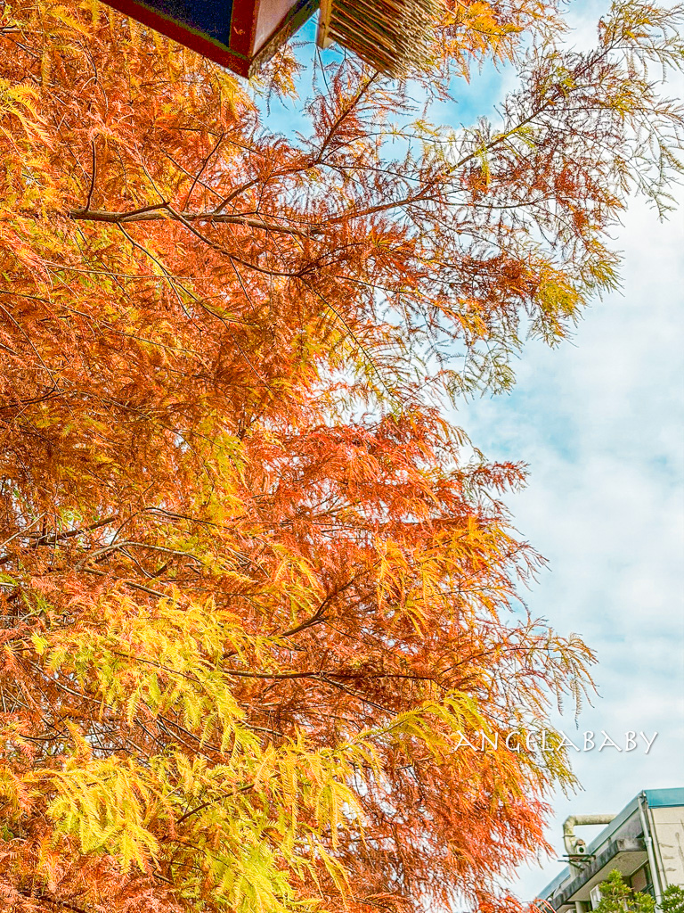 台北免費落羽松『原住民文化主題公園』交通方式、故宮旁的落羽松公園 @梅格(Angelababy)享樂日記