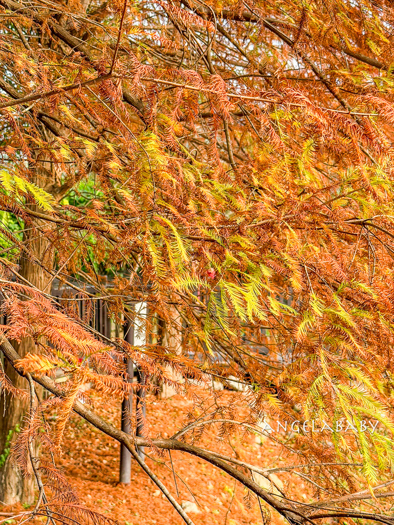 台北免費落羽松『原住民文化主題公園』交通方式、故宮旁的落羽松公園 @梅格(Angelababy)享樂日記 台北免費落羽松『原住民文化主題公園』交通方式、故宮旁的落羽松公園 @梅格(Angelababy)享樂日記