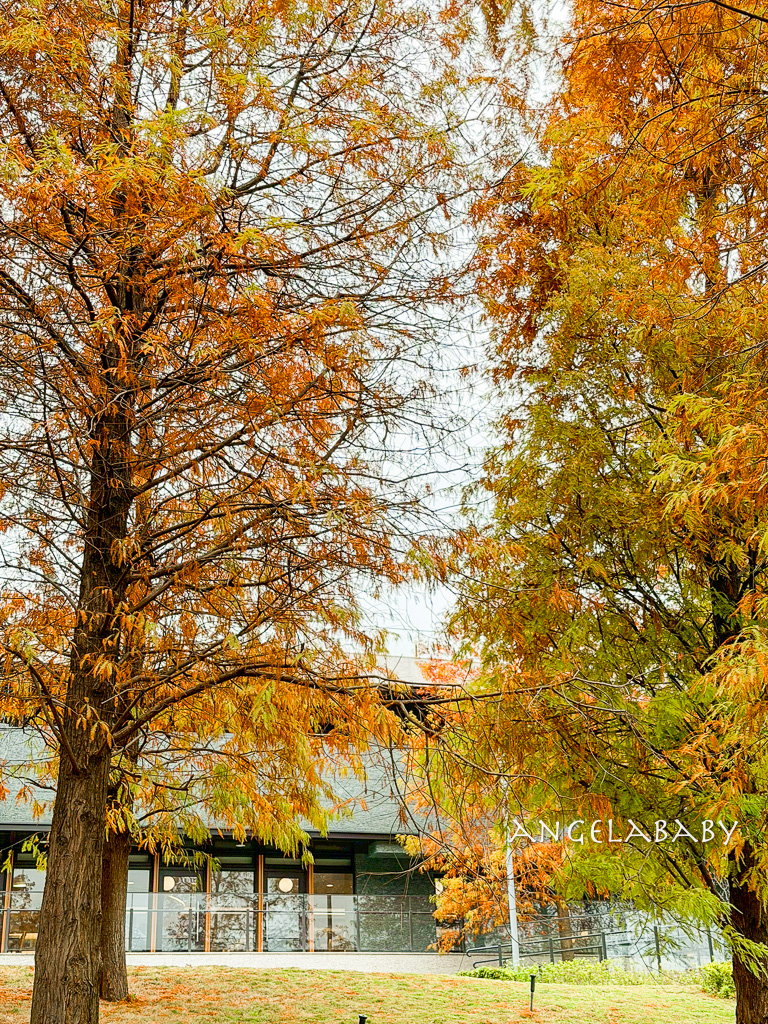 北投落羽松景點「行天宮北投分宮」交通？落羽松窗景圖書館 @梅格(Angelababy)享樂日記