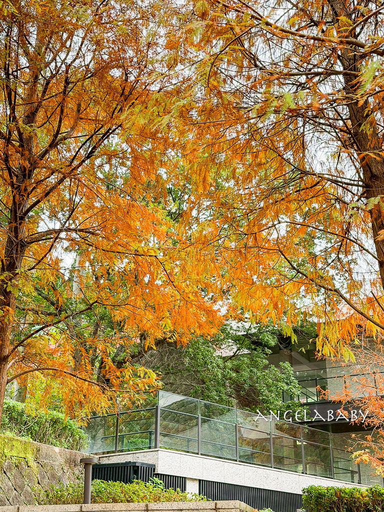 北投落羽松景點「行天宮北投分宮」交通？落羽松窗景圖書館 @梅格(Angelababy)享樂日記