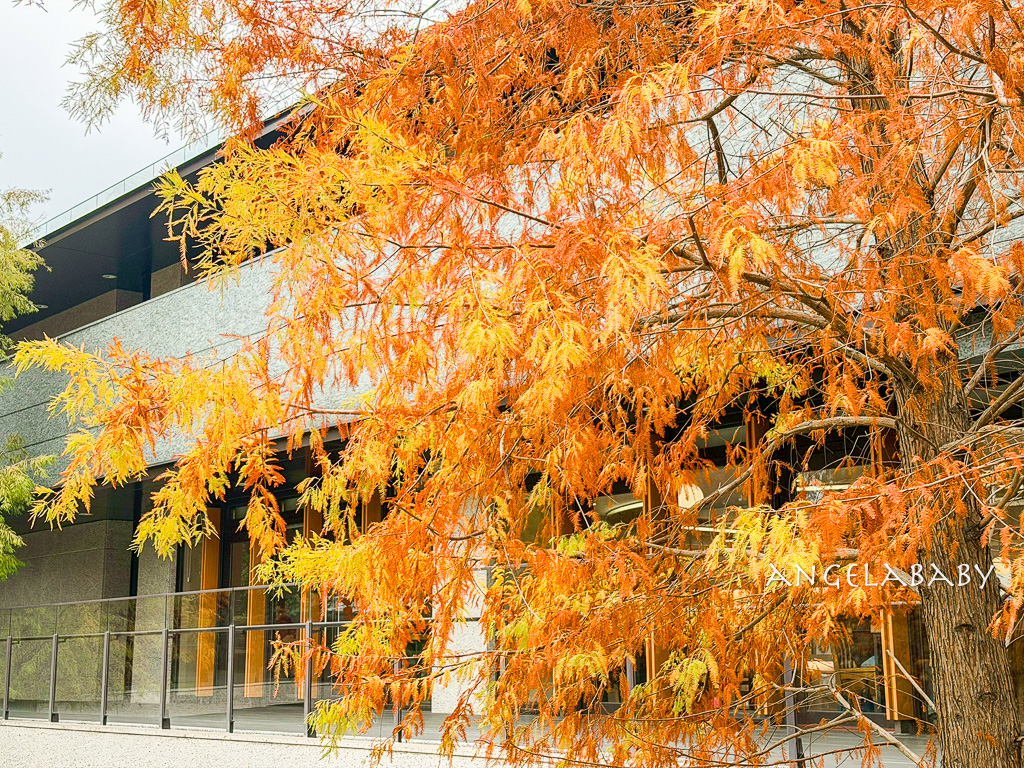 北投落羽松景點「行天宮北投分宮」交通？落羽松窗景圖書館 @梅格(Angelababy)享樂日記