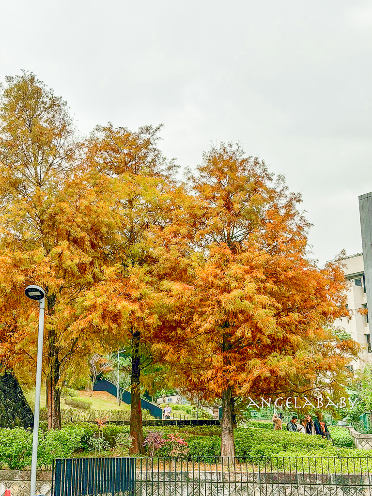 北投落羽松景點「行天宮北投分宮」交通？落羽松窗景圖書館 @梅格(Angelababy)享樂日記