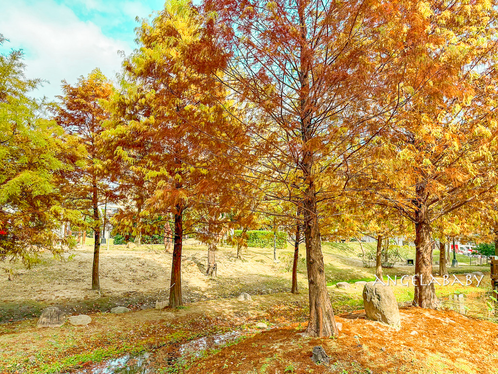 新莊落羽松秘境『頭前運動公園』交通、新莊免費景點 @梅格(Angelababy)享樂日記