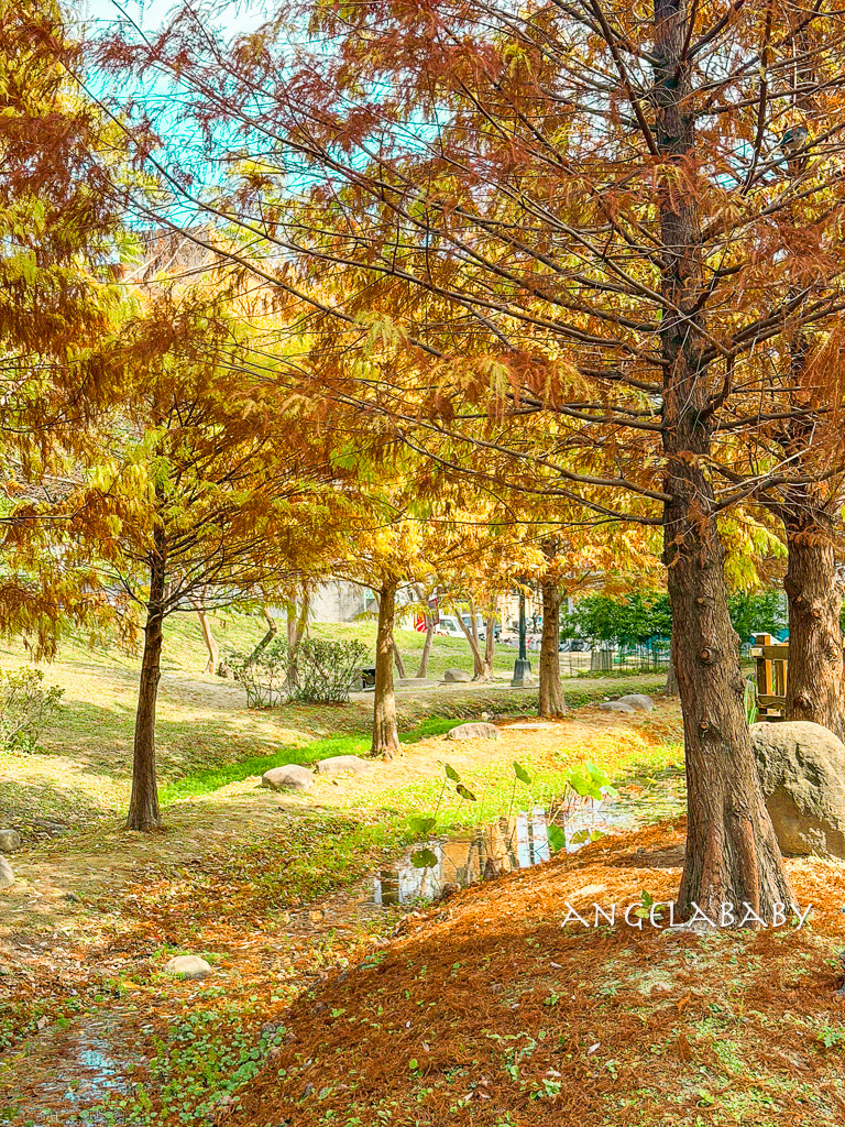 新莊落羽松秘境『頭前運動公園』交通、新莊免費景點 @梅格(Angelababy)享樂日記