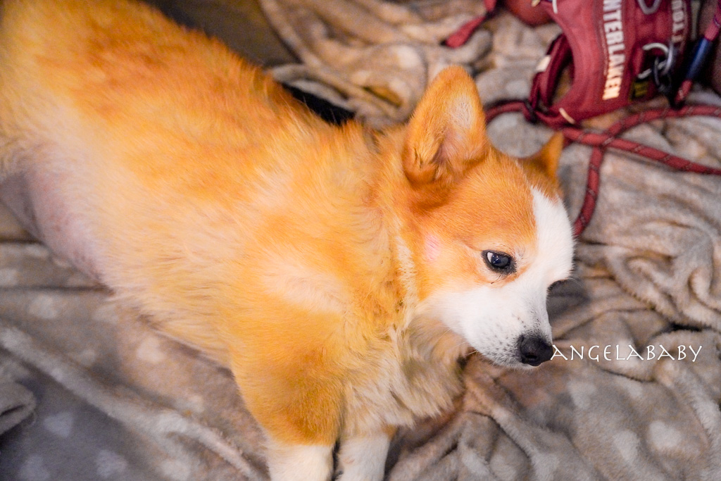 南浦洞咖啡廳『더타임나우&nbsp;The Time Now』超萌科基狗狗的主題咖啡 @梅格(Angelababy)享樂日記