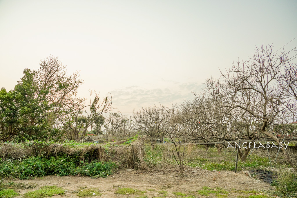 苗栗公館客家菜推薦『本柿餐廳』大份量好吃家常菜、隱身在柿子園裡的家庭餐廳 @梅格(Angelababy)享樂日記 苗栗公館客家菜推薦『本柿餐廳』大份量好吃家常菜、隱身在柿子園裡的家庭餐廳 @梅格(Angelababy)享樂日記