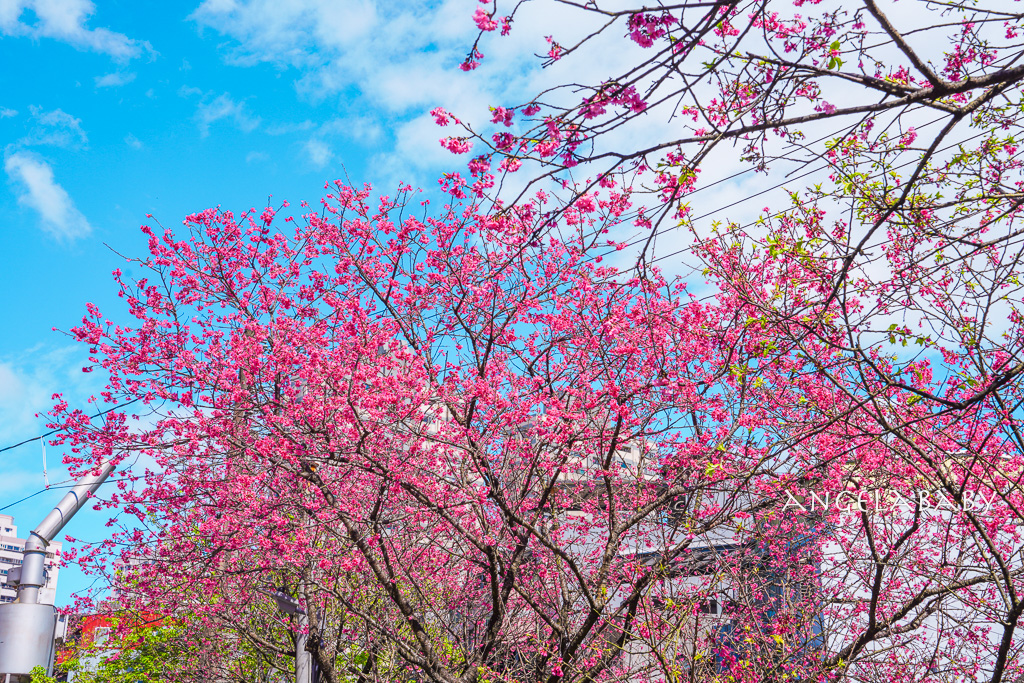 台北賞櫻推薦『康誥坑溪櫻花大道』櫻花步道、火車汐科站走路5分鐘 @梅格(Angelababy)享樂日記 台北賞櫻推薦『康誥坑溪櫻花大道』櫻花步道、火車汐科站走路5分鐘 @梅格(Angelababy)享樂日記