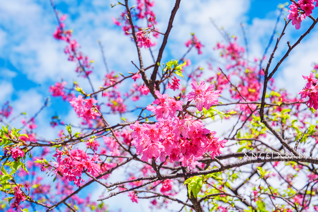 台北賞櫻推薦『康誥坑溪櫻花大道』櫻花步道、火車汐科站走路5分鐘 @梅格(Angelababy)享樂日記 台北賞櫻推薦『康誥坑溪櫻花大道』櫻花步道、火車汐科站走路5分鐘 @梅格(Angelababy)享樂日記