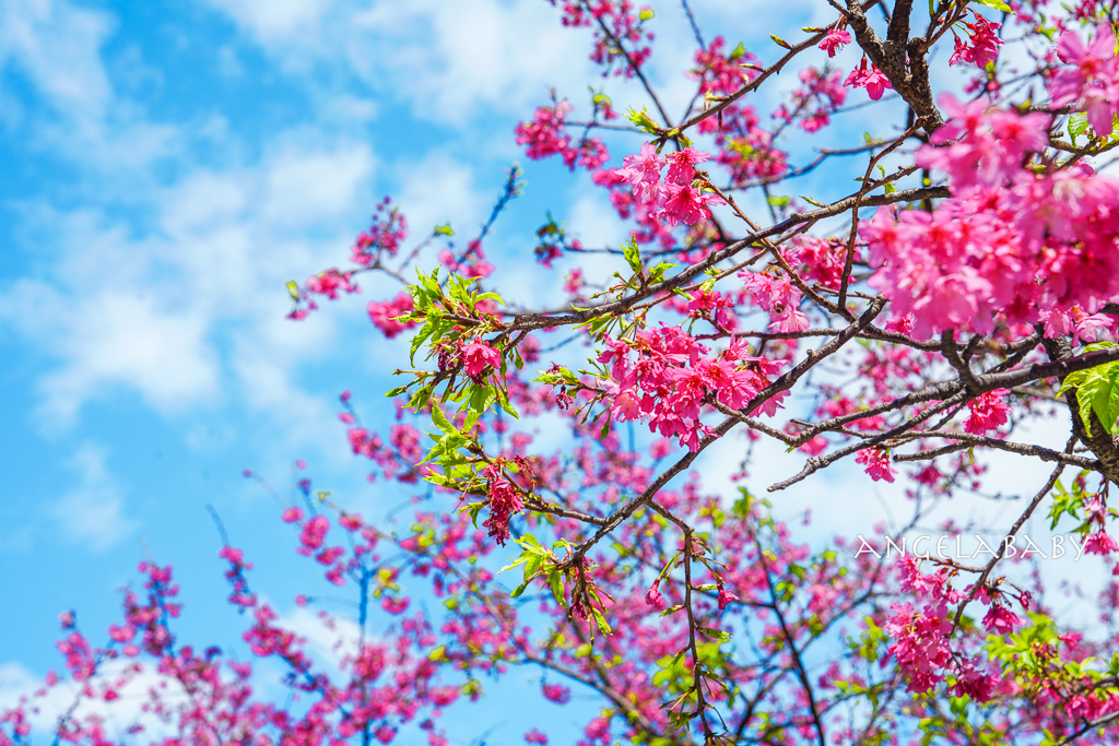 台北賞櫻推薦『康誥坑溪櫻花大道』櫻花步道、火車汐科站走路5分鐘 @梅格(Angelababy)享樂日記