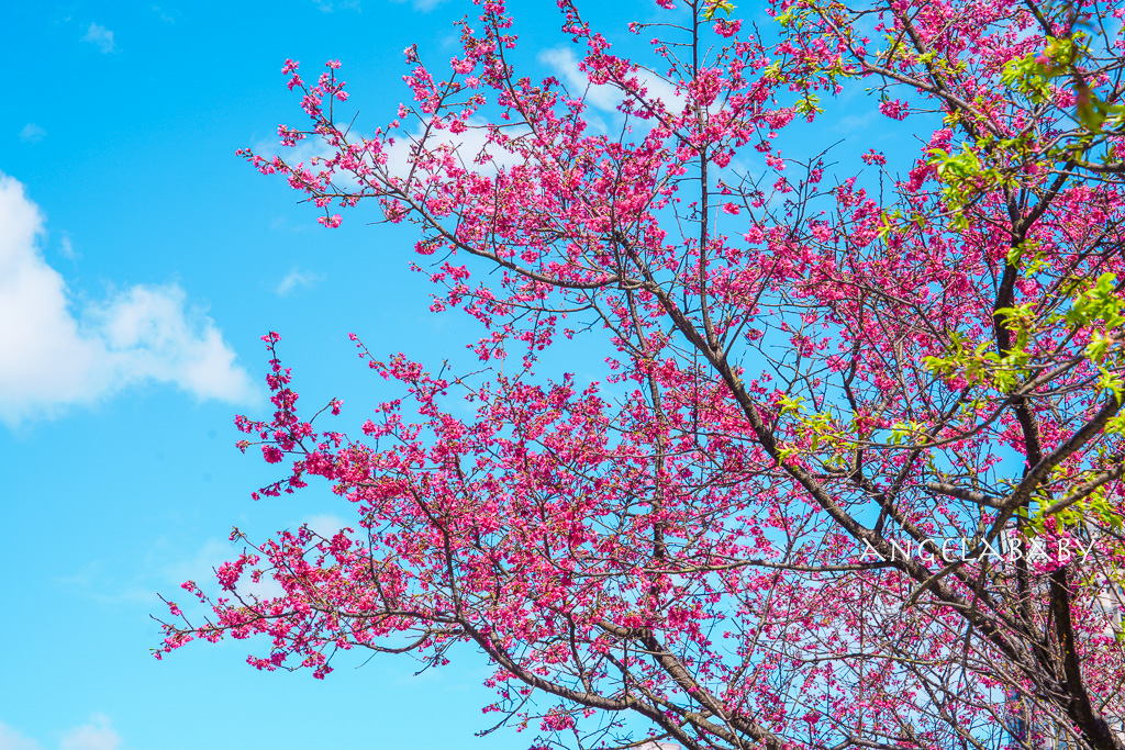 台北賞櫻推薦『康誥坑溪櫻花大道』櫻花步道、火車汐科站走路5分鐘 @梅格(Angelababy)享樂日記