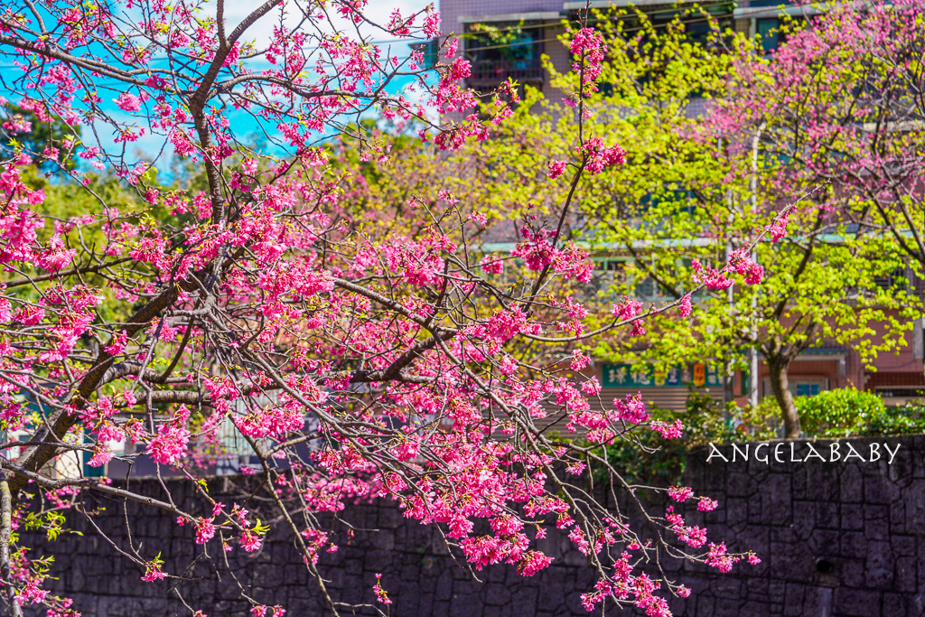 台北賞櫻推薦『康誥坑溪櫻花大道』櫻花步道、火車汐科站走路5分鐘 @梅格(Angelababy)享樂日記