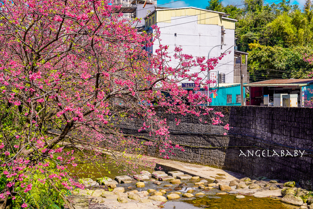 台北賞櫻推薦『康誥坑溪櫻花大道』櫻花步道、火車汐科站走路5分鐘 @梅格(Angelababy)享樂日記