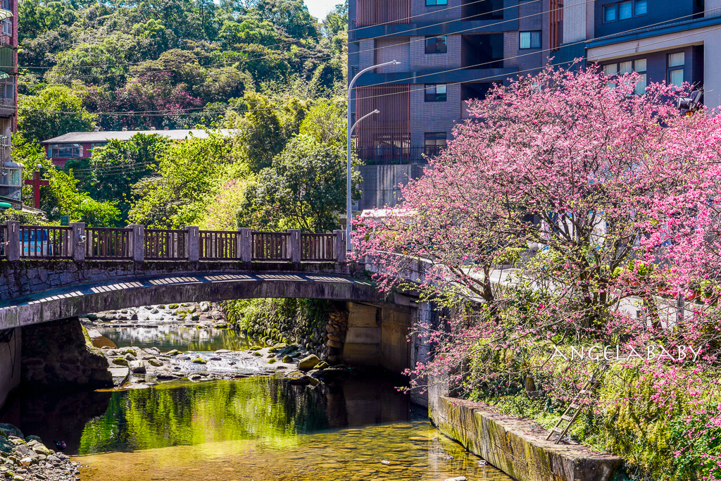 台北賞櫻推薦『康誥坑溪櫻花大道』櫻花步道、火車汐科站走路5分鐘 @梅格(Angelababy)享樂日記