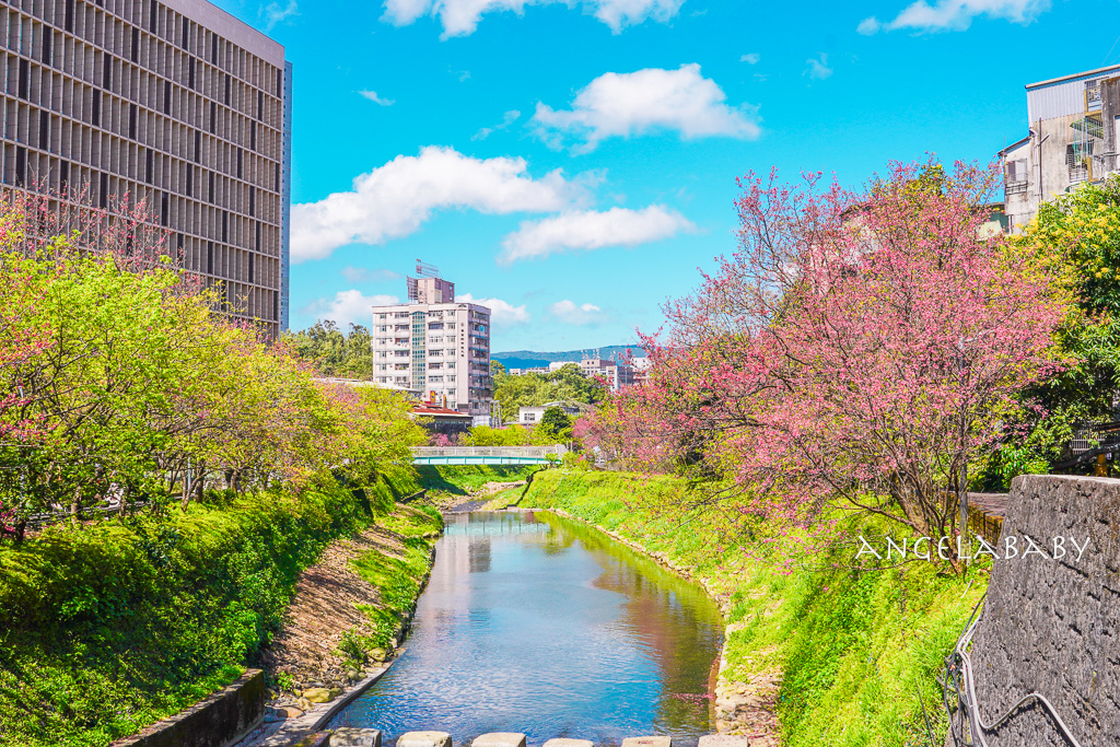 台北賞櫻推薦『康誥坑溪櫻花大道』櫻花步道、火車汐科站走路5分鐘 @梅格(Angelababy)享樂日記 台北賞櫻推薦『康誥坑溪櫻花大道』櫻花步道、火車汐科站走路5分鐘 @梅格(Angelababy)享樂日記