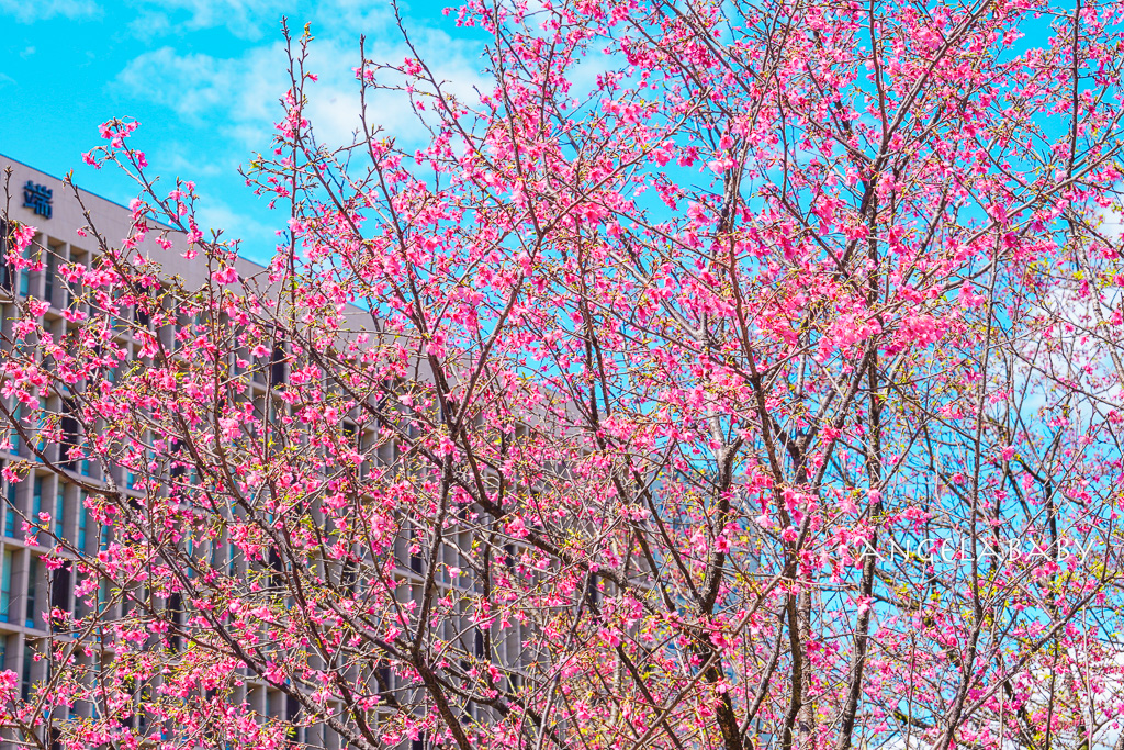 台北賞櫻推薦『康誥坑溪櫻花大道』櫻花步道、火車汐科站走路5分鐘 @梅格(Angelababy)享樂日記
