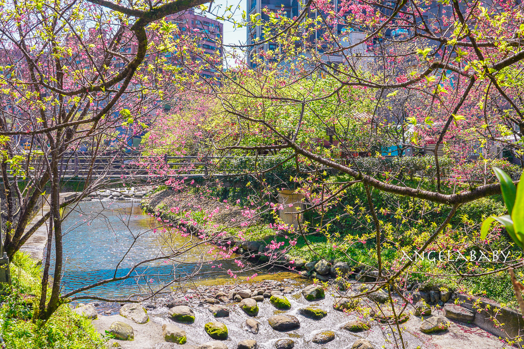 台北賞櫻推薦『康誥坑溪櫻花大道』櫻花步道、火車汐科站走路5分鐘 @梅格(Angelababy)享樂日記