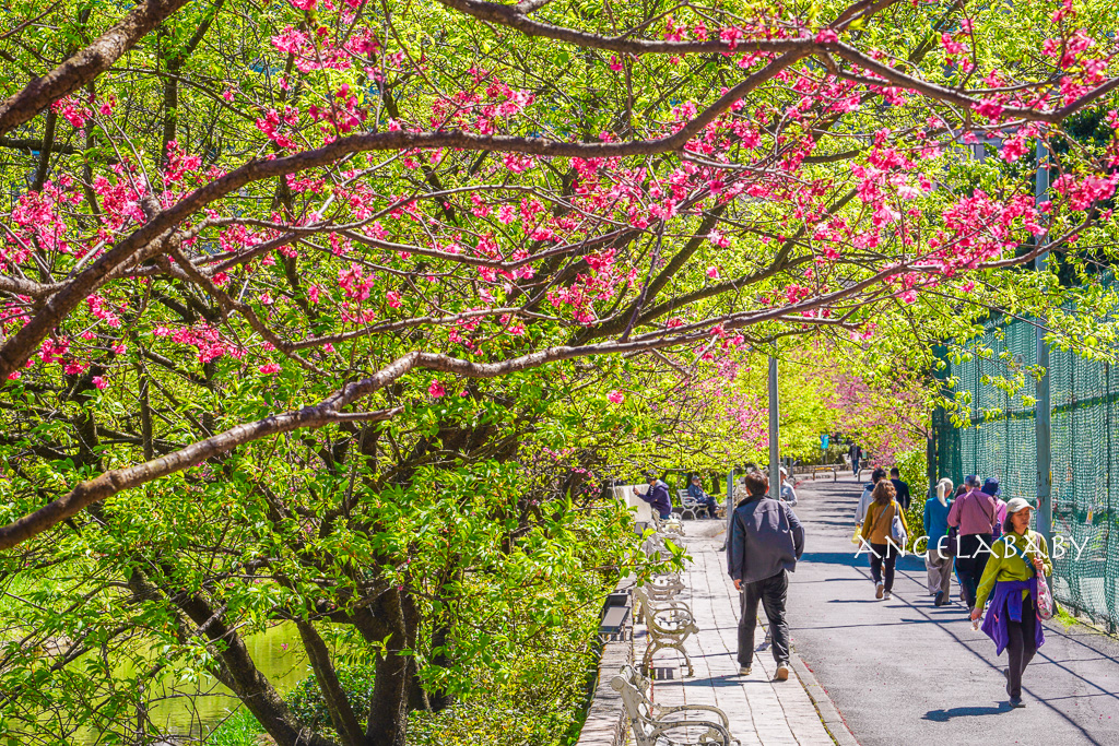 台北賞櫻推薦『康誥坑溪櫻花大道』櫻花步道、火車汐科站走路5分鐘 @梅格(Angelababy)享樂日記 台北賞櫻推薦『康誥坑溪櫻花大道』櫻花步道、火車汐科站走路5分鐘 @梅格(Angelababy)享樂日記