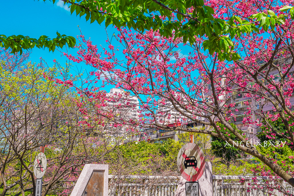 台北賞櫻推薦『康誥坑溪櫻花大道』櫻花步道、火車汐科站走路5分鐘 @梅格(Angelababy)享樂日記