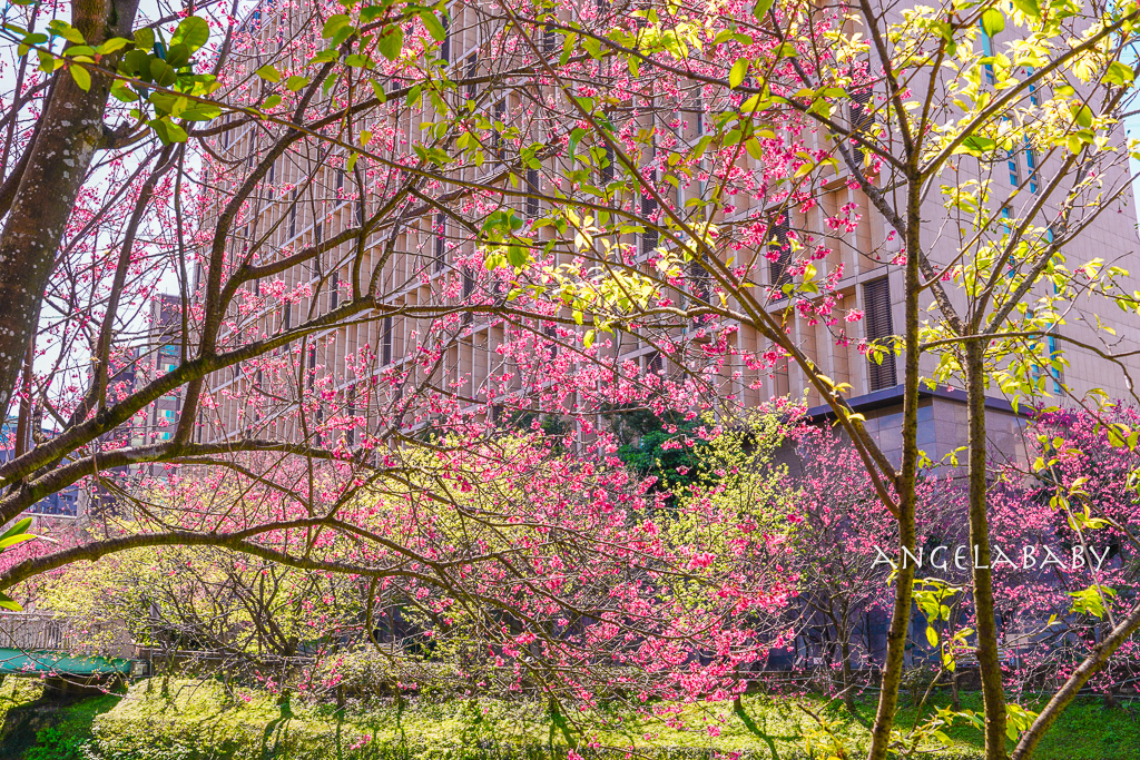 台北賞櫻推薦『康誥坑溪櫻花大道』櫻花步道、火車汐科站走路5分鐘 @梅格(Angelababy)享樂日記 台北賞櫻推薦『康誥坑溪櫻花大道』櫻花步道、火車汐科站走路5分鐘 @梅格(Angelababy)享樂日記