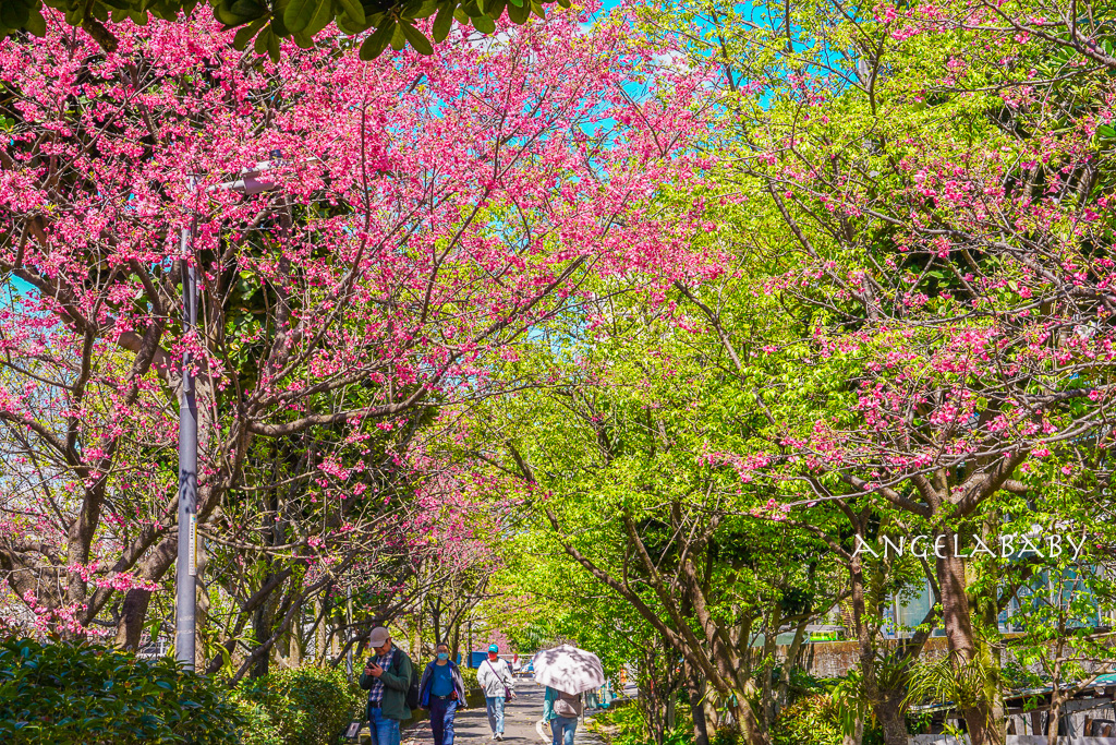 台北賞櫻推薦『康誥坑溪櫻花大道』櫻花步道、火車汐科站走路5分鐘 @梅格(Angelababy)享樂日記