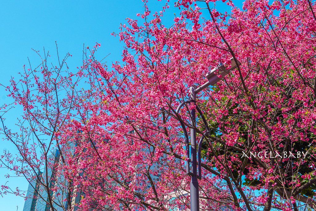 台北賞櫻推薦『康誥坑溪櫻花大道』櫻花步道、火車汐科站走路5分鐘 @梅格(Angelababy)享樂日記 台北賞櫻推薦『康誥坑溪櫻花大道』櫻花步道、火車汐科站走路5分鐘 @梅格(Angelababy)享樂日記