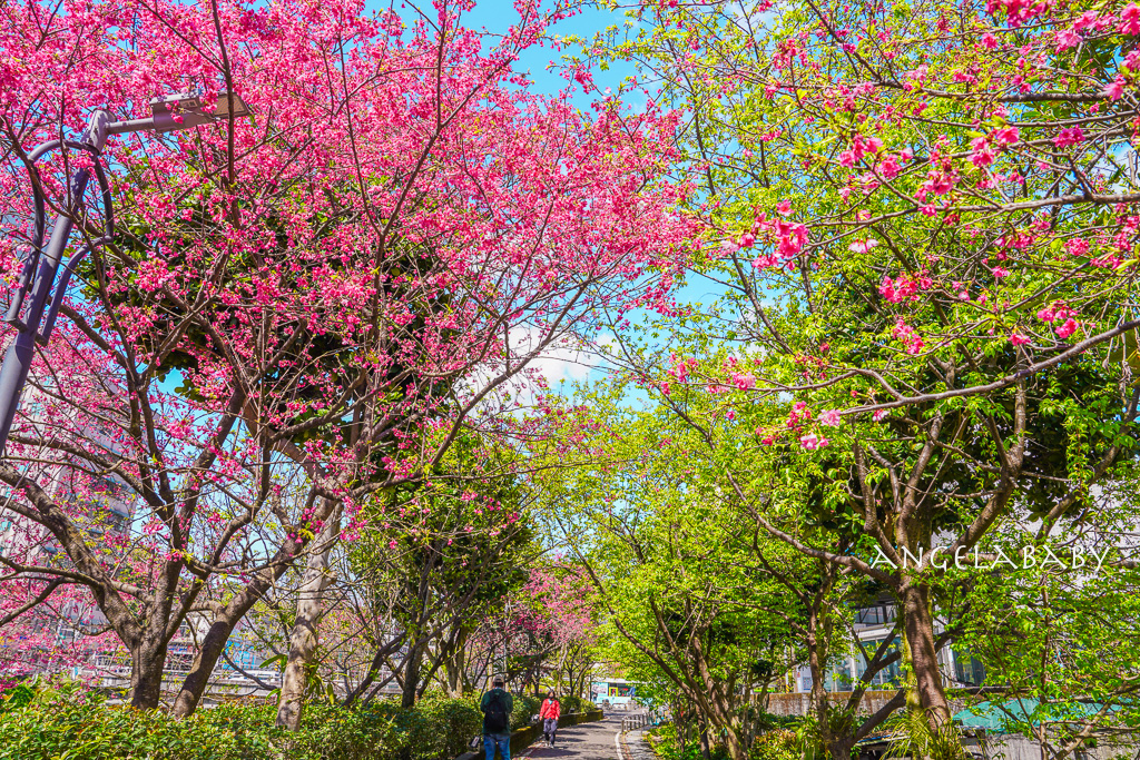 台北賞櫻推薦『康誥坑溪櫻花大道』櫻花步道、火車汐科站走路5分鐘 @梅格(Angelababy)享樂日記