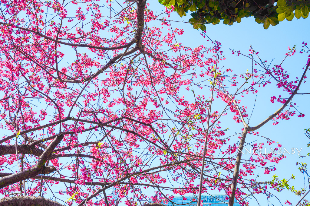 台北賞櫻推薦『康誥坑溪櫻花大道』櫻花步道、火車汐科站走路5分鐘 @梅格(Angelababy)享樂日記 台北賞櫻推薦『康誥坑溪櫻花大道』櫻花步道、火車汐科站走路5分鐘 @梅格(Angelababy)享樂日記