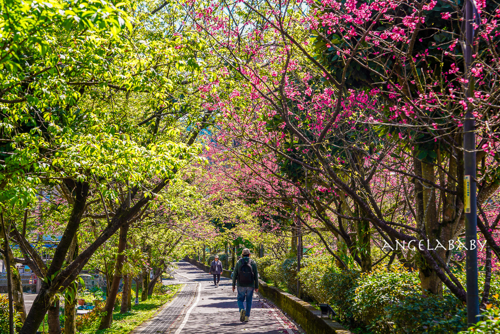 台北賞櫻推薦『康誥坑溪櫻花大道』櫻花步道、火車汐科站走路5分鐘 @梅格(Angelababy)享樂日記