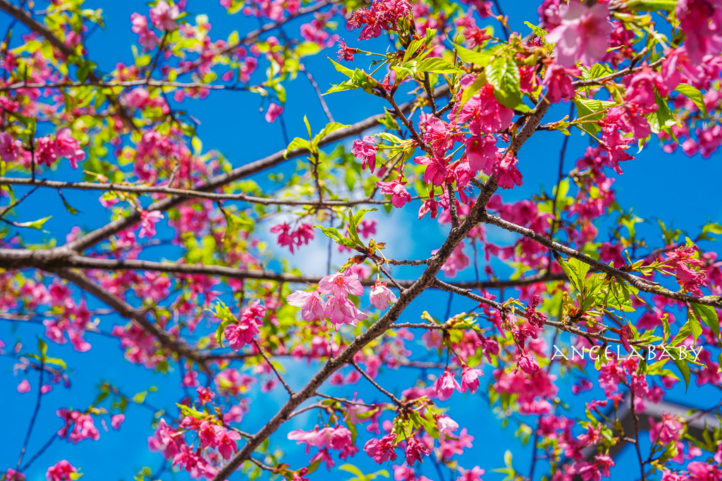 台北賞櫻推薦『康誥坑溪櫻花大道』櫻花步道、火車汐科站走路5分鐘 @梅格(Angelababy)享樂日記 台北賞櫻推薦『康誥坑溪櫻花大道』櫻花步道、火車汐科站走路5分鐘 @梅格(Angelababy)享樂日記