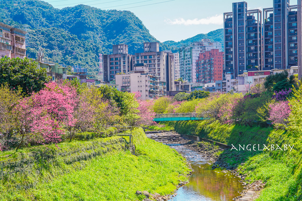 台北賞櫻推薦『康誥坑溪櫻花大道』櫻花步道、火車汐科站走路5分鐘 @梅格(Angelababy)享樂日記