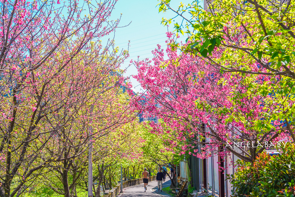 台北賞櫻推薦『康誥坑溪櫻花大道』櫻花步道、火車汐科站走路5分鐘 @梅格(Angelababy)享樂日記 台北賞櫻推薦『康誥坑溪櫻花大道』櫻花步道、火車汐科站走路5分鐘 @梅格(Angelababy)享樂日記