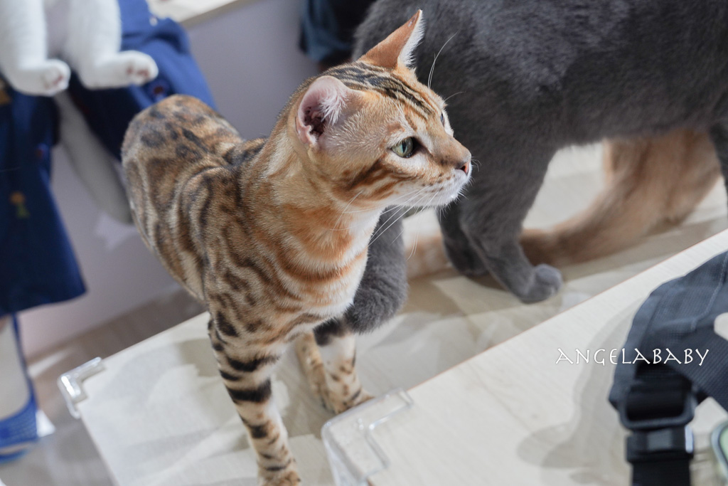 苗栗一日遊推薦｜新景點苗栗火車頭園區鐵道迷不容錯過、2026春遊苗栗 參加『愛玩苗栗』抽大獎 @梅格(Angelababy)享樂日記