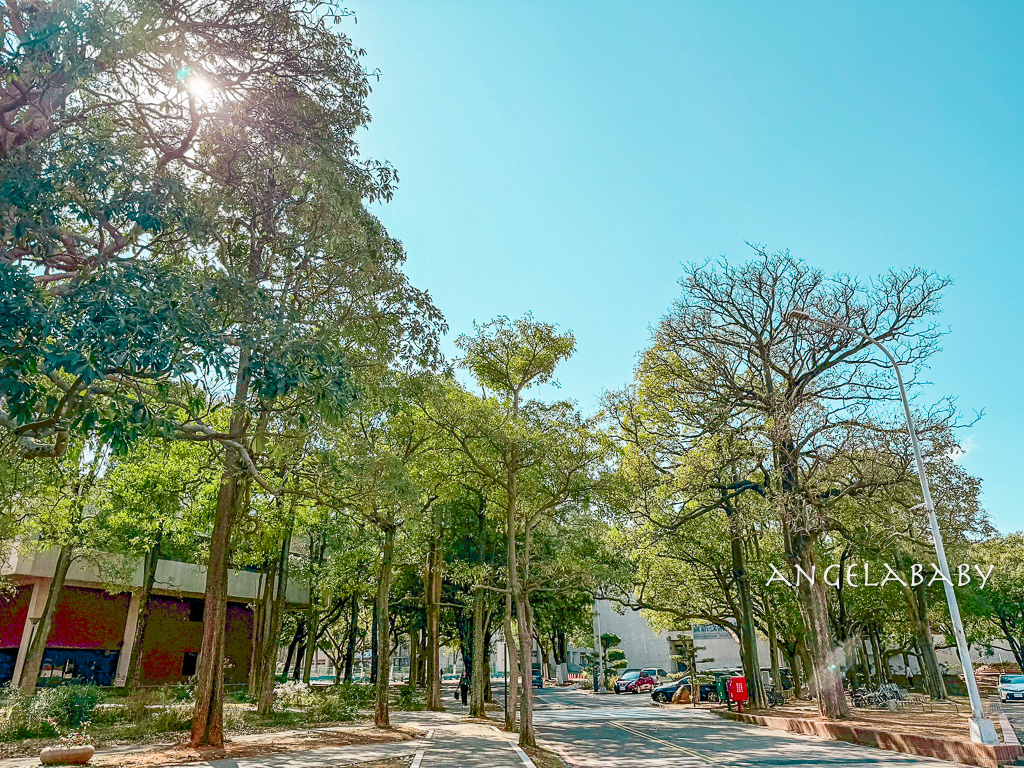 新竹景點『國立陽明交通大學落羽松』落羽松秘境推薦 @梅格(Angelababy)享樂日記