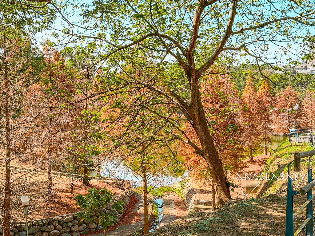 新竹景點『國立陽明交通大學落羽松』落羽松秘境推薦 @梅格(Angelababy)享樂日記
