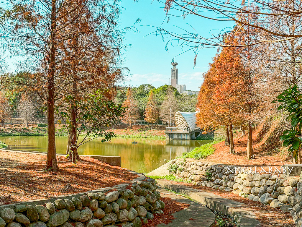 新竹景點『國立陽明交通大學落羽松』落羽松秘境推薦 @梅格(Angelababy)享樂日記