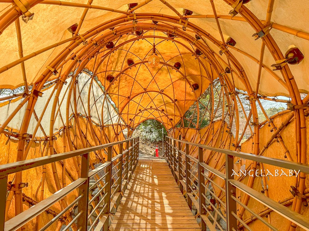 新竹景點『國立陽明交通大學落羽松』落羽松秘境推薦 @梅格(Angelababy)享樂日記