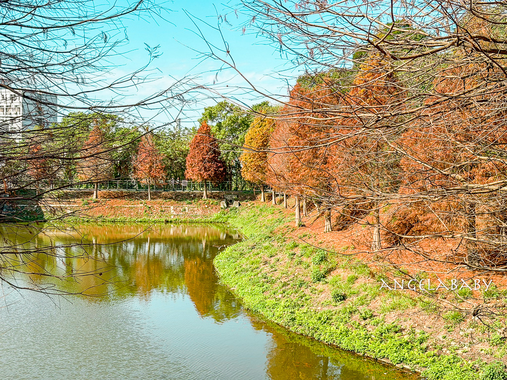 新竹景點『國立陽明交通大學落羽松』落羽松秘境推薦 @梅格(Angelababy)享樂日記